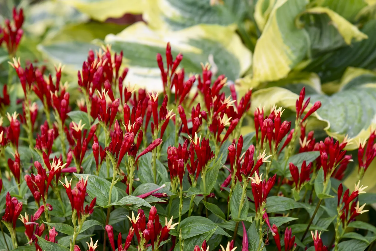 'Apple Slices' Spigelia (Spigelia marilandica) — or Spigelia marilandica 'Apple Slices'