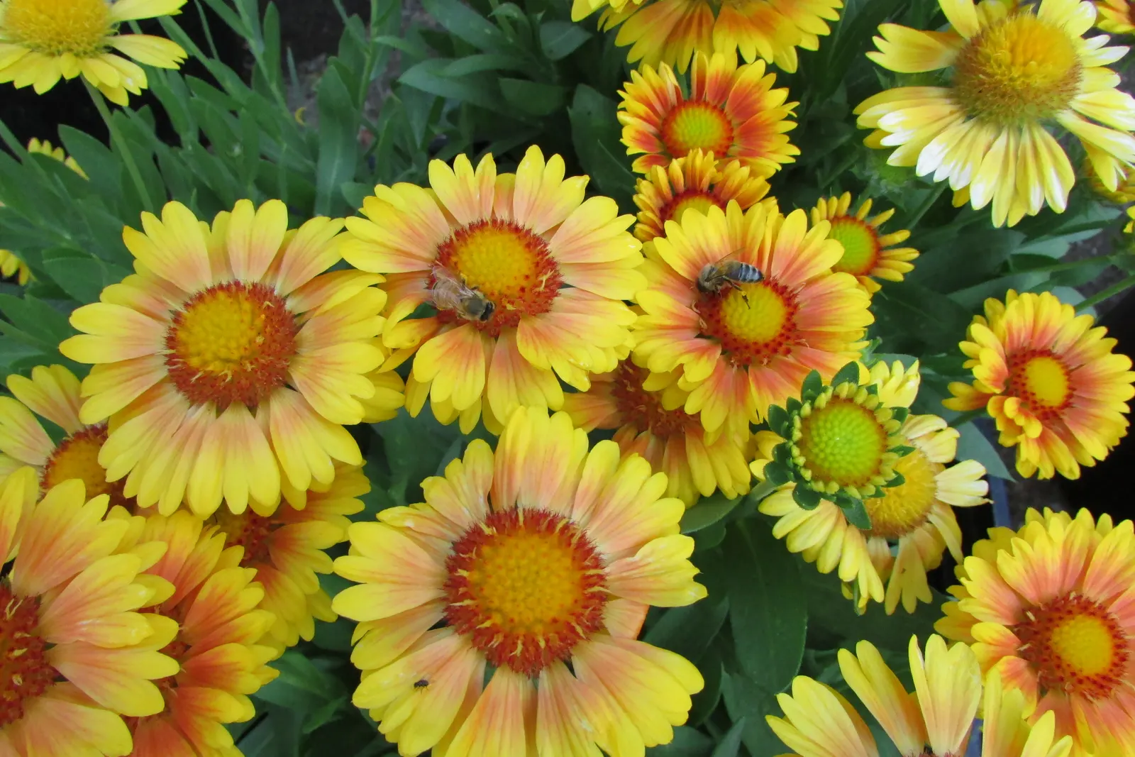 Arizona Apricot Blanket Flower (Gaillardia Aristata 'Arizona Apricot') — Gaillardia 'Arizona Apricot'