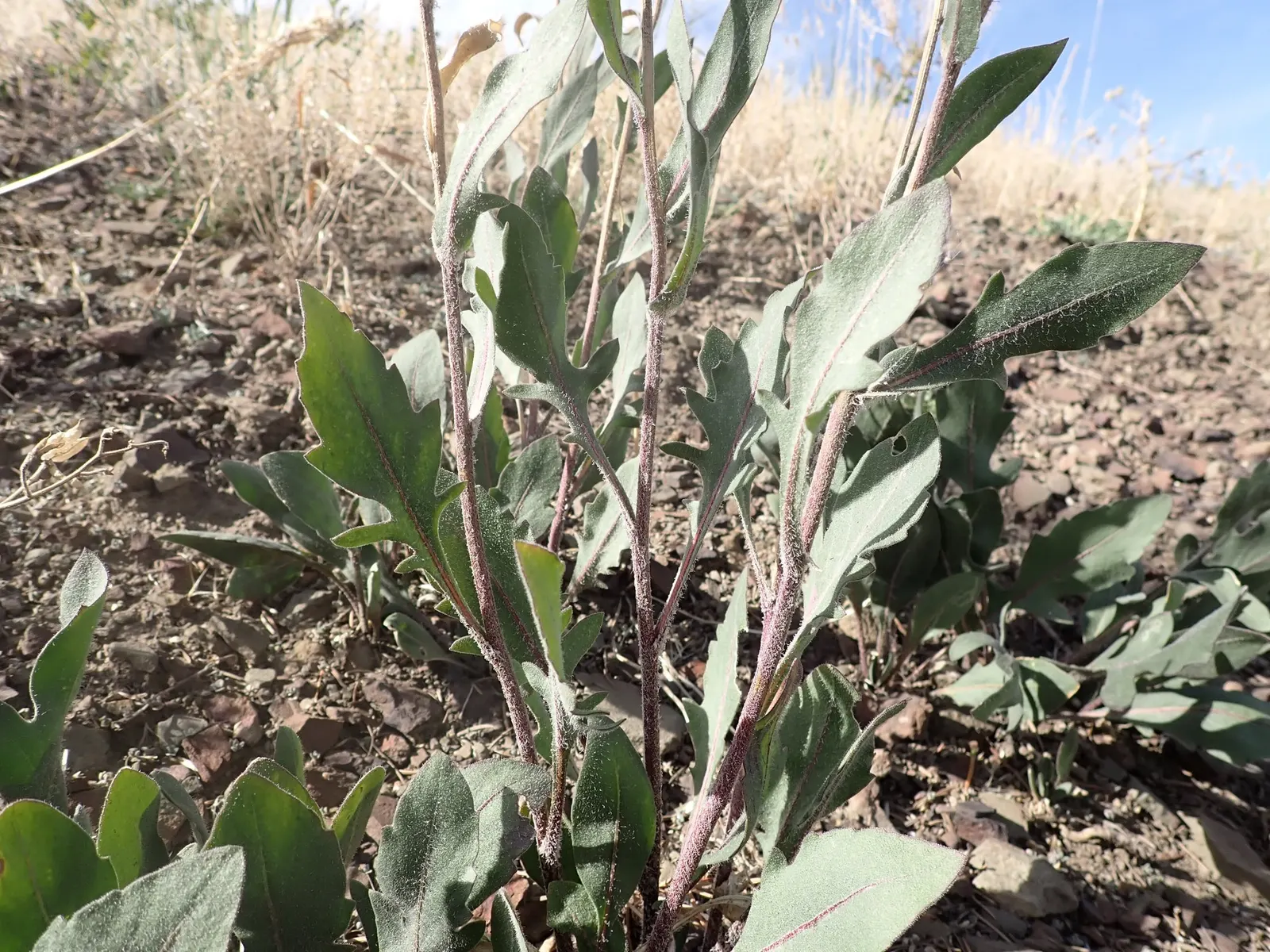 Arizona Apricot Blanket Flower (Gaillardia Aristata 'Arizona Apricot') — Additionally, the Gaillardia ari