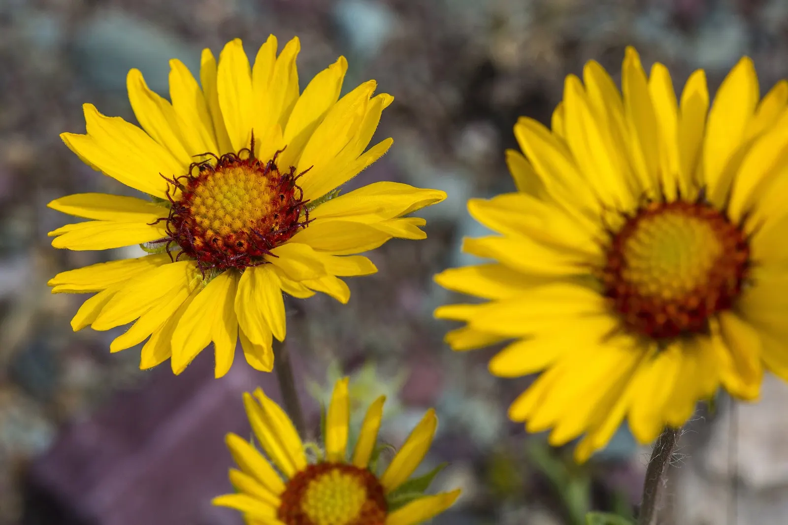 Arizona Apricot Blanket Flower (Gaillardia Aristata 'Arizona Apricot') — Its vibrant color and low maintenance make it ideal for borders and drought-tolerant