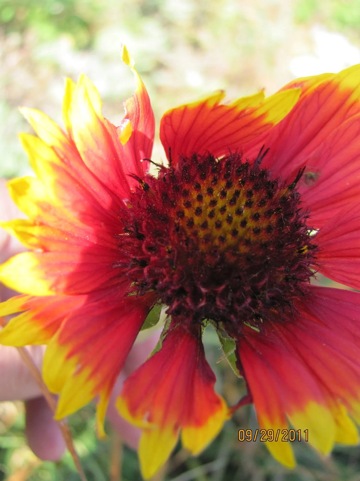 Arizona Apricot Blanket Flower (Gaillardia Aristata 'Arizona Apricot') — It is equally impressive as a standalone specimen or woven into mixed perennial beds