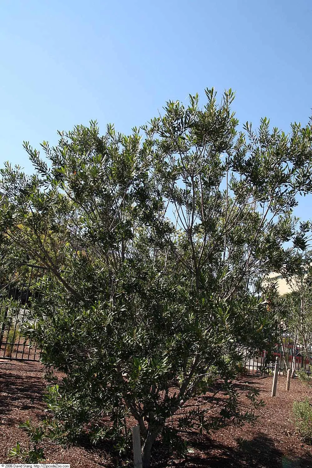 Wax Myrtle (Morella Cerifera) — a versatile evergreen shrub; it features aromatic foliage and clusters of small bluish berries, image 53