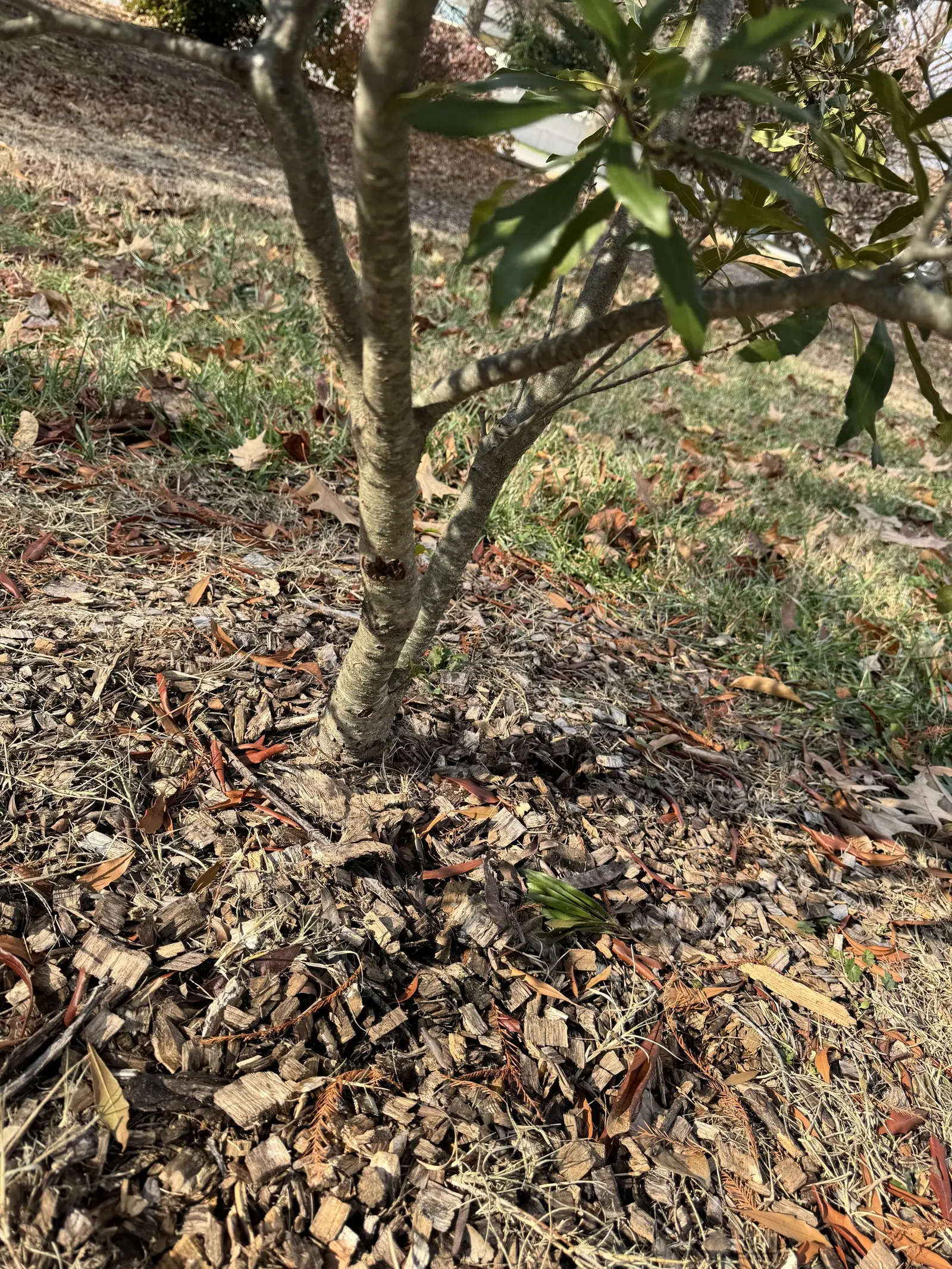 Wax Myrtle (Morella Cerifera) — scientifically known as Morella cerifera (previously Myrica cerifera); wax Myrtle can be cultivated as a single specimen or