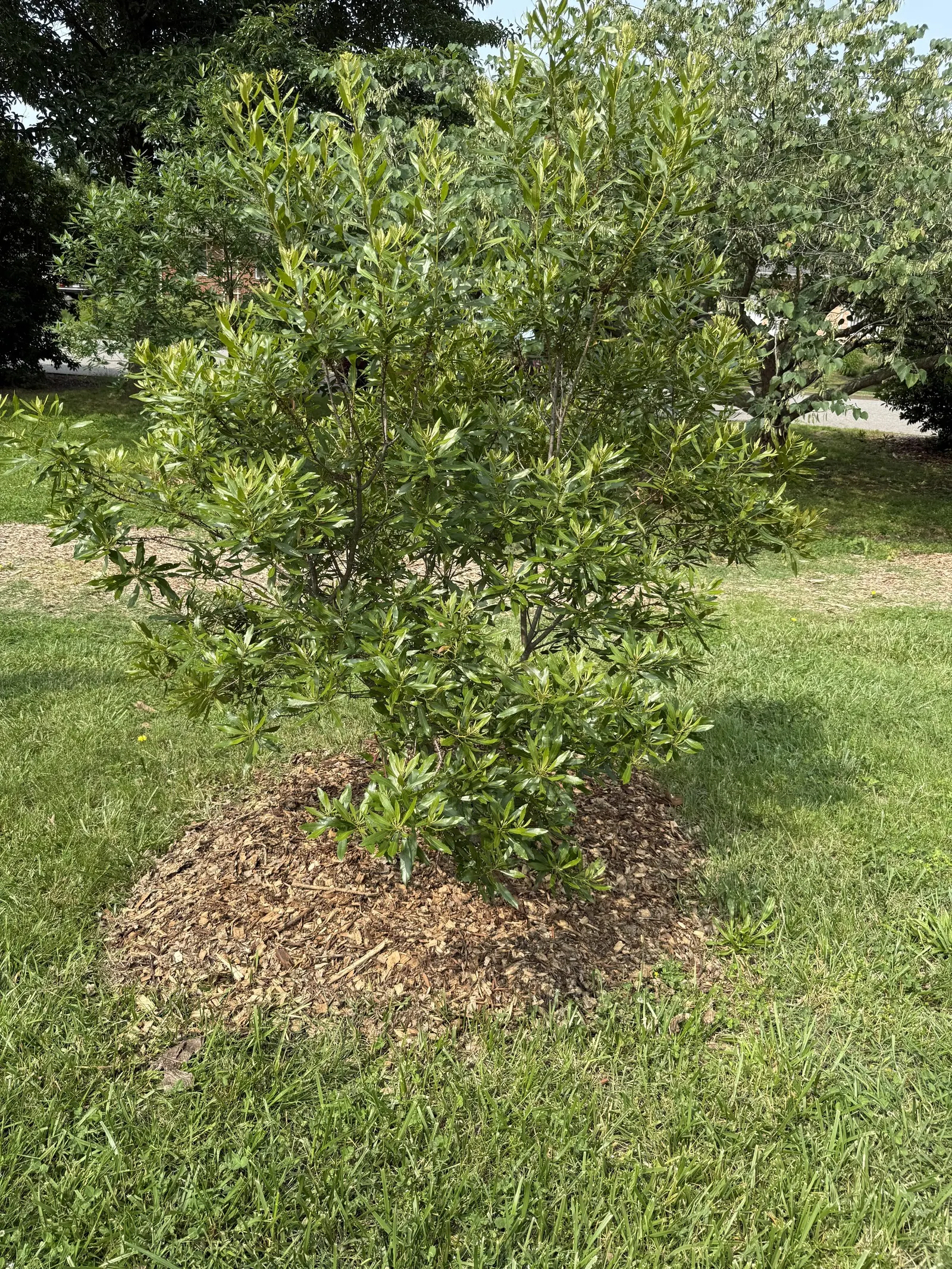 Wax Myrtle (Morella Cerifera) — given its moderate growth rate and dense; offers year-round interest