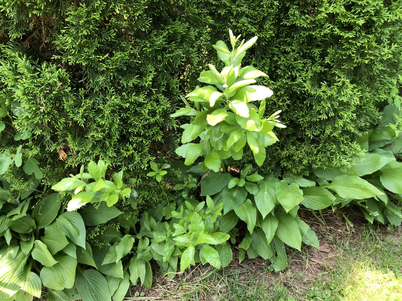 Wax Myrtle (Morella Cerifera) — It's characterized by its olive-green leaves; an asset to any landscape design seeking year-round foliage and fragrance