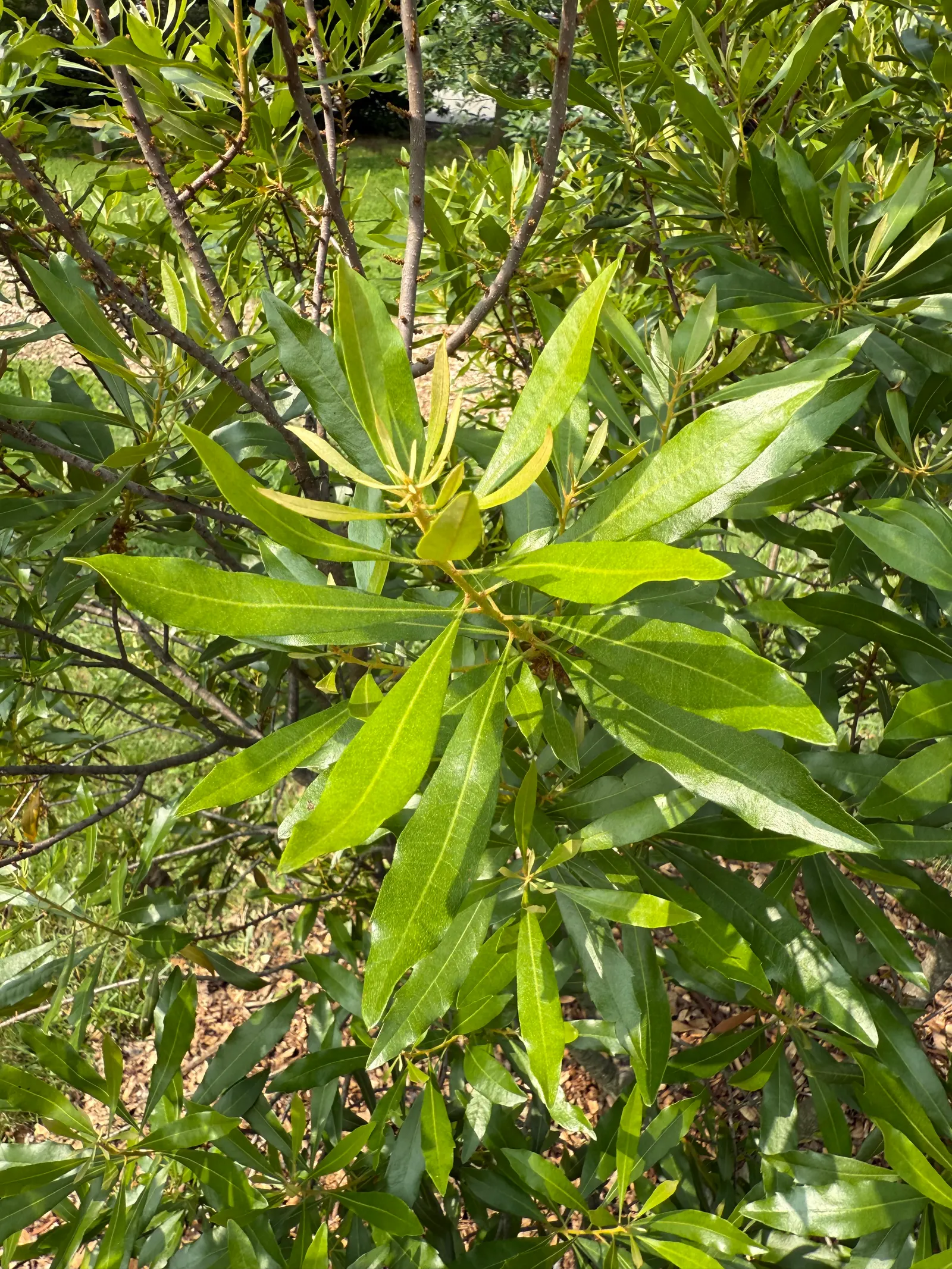 Wax Myrtle (Morella Cerifera) — and resistance to deer browsing make it an attractive choice for coastal landscapes; attracting birds and beneficial insects