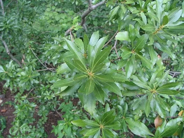 Wax Myrtle (Morella Cerifera) — and resistance to deer browsing make it an attractive choice for coastal landscapes