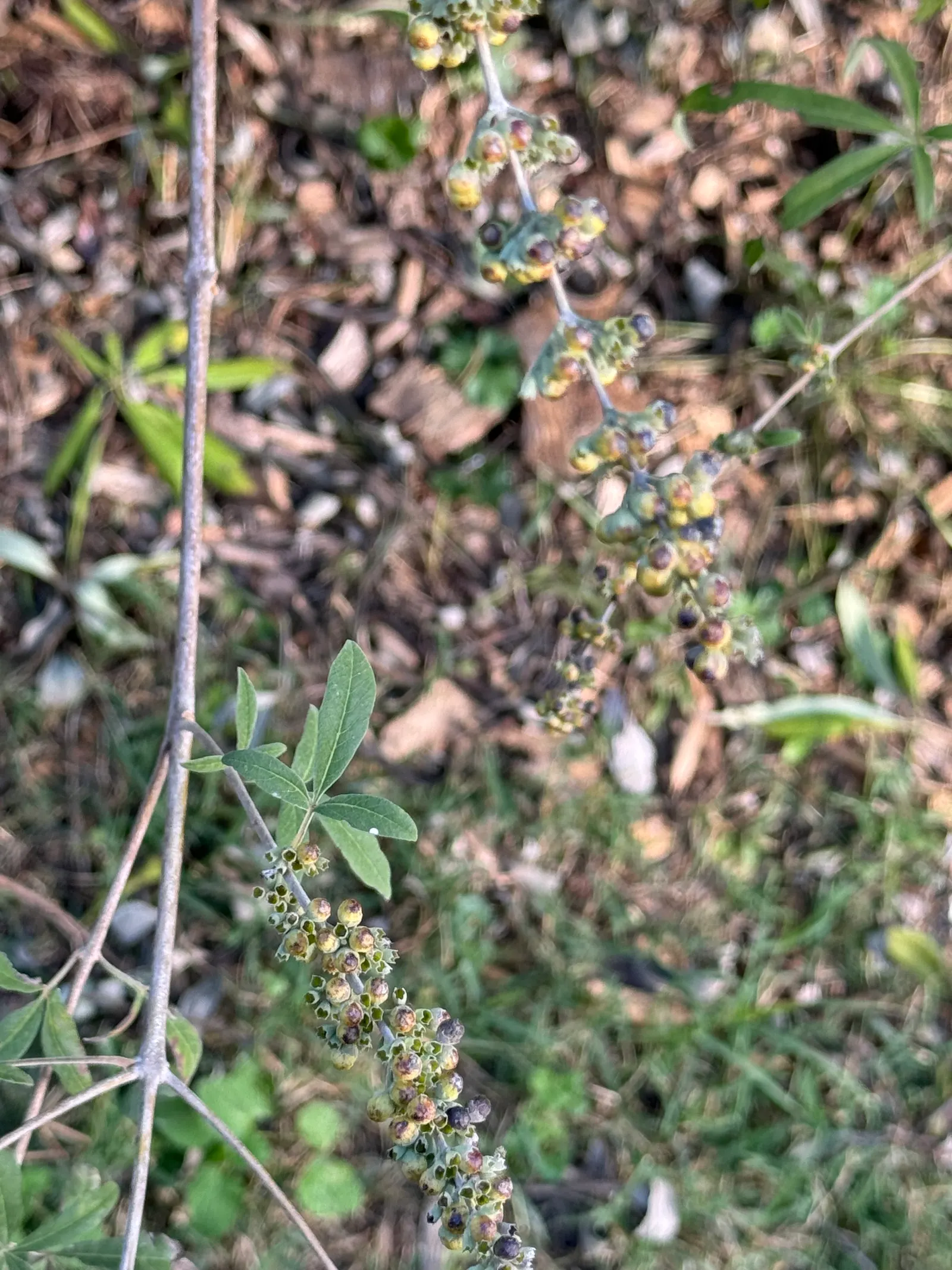 Wax Myrtle (Morella Cerifera) — later developing into clusters of bluish-grey; tolerant of wet conditions and adaptable to pruning