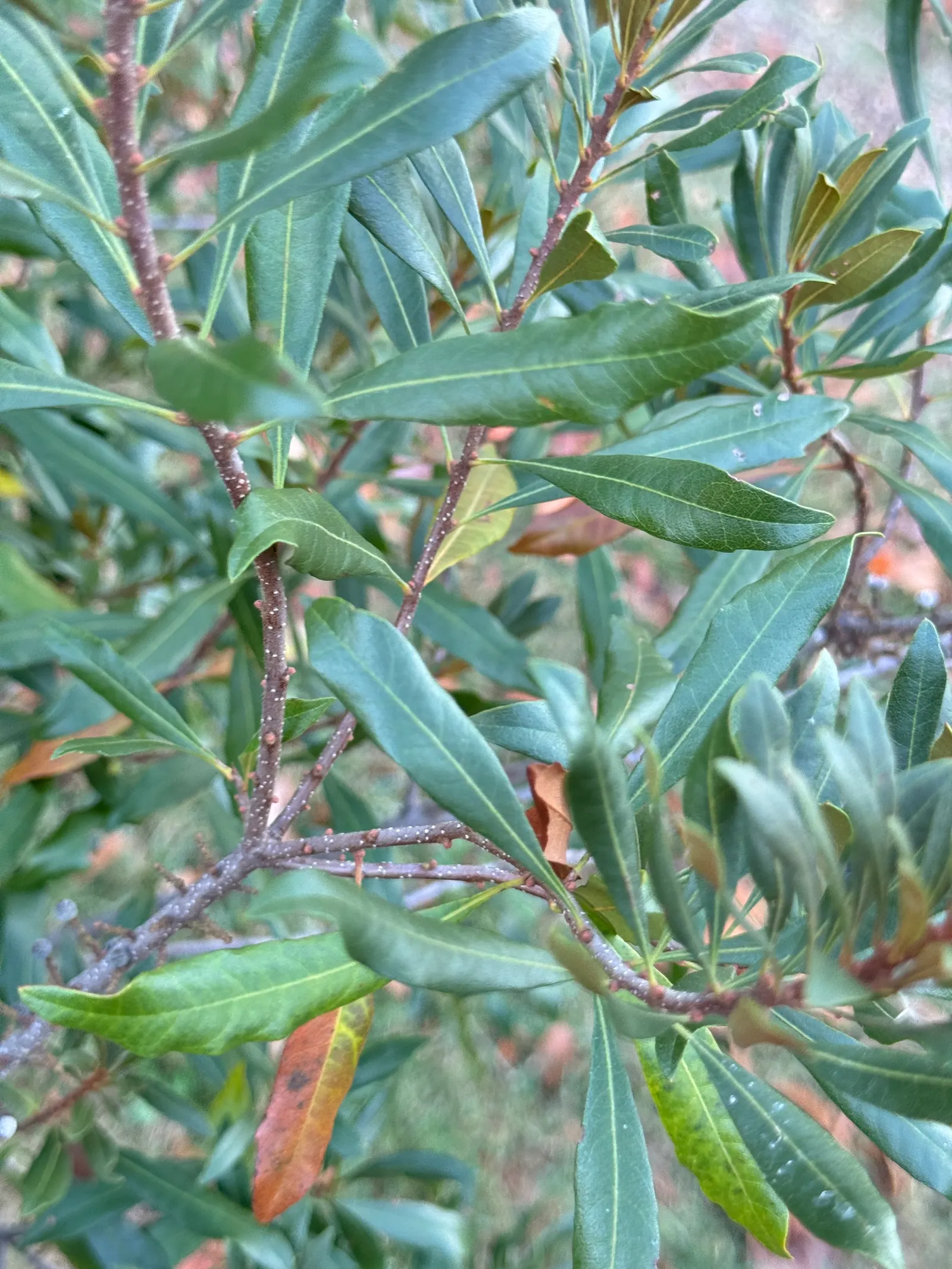 Wax Myrtle (Morella Cerifera) — shrub for full or half