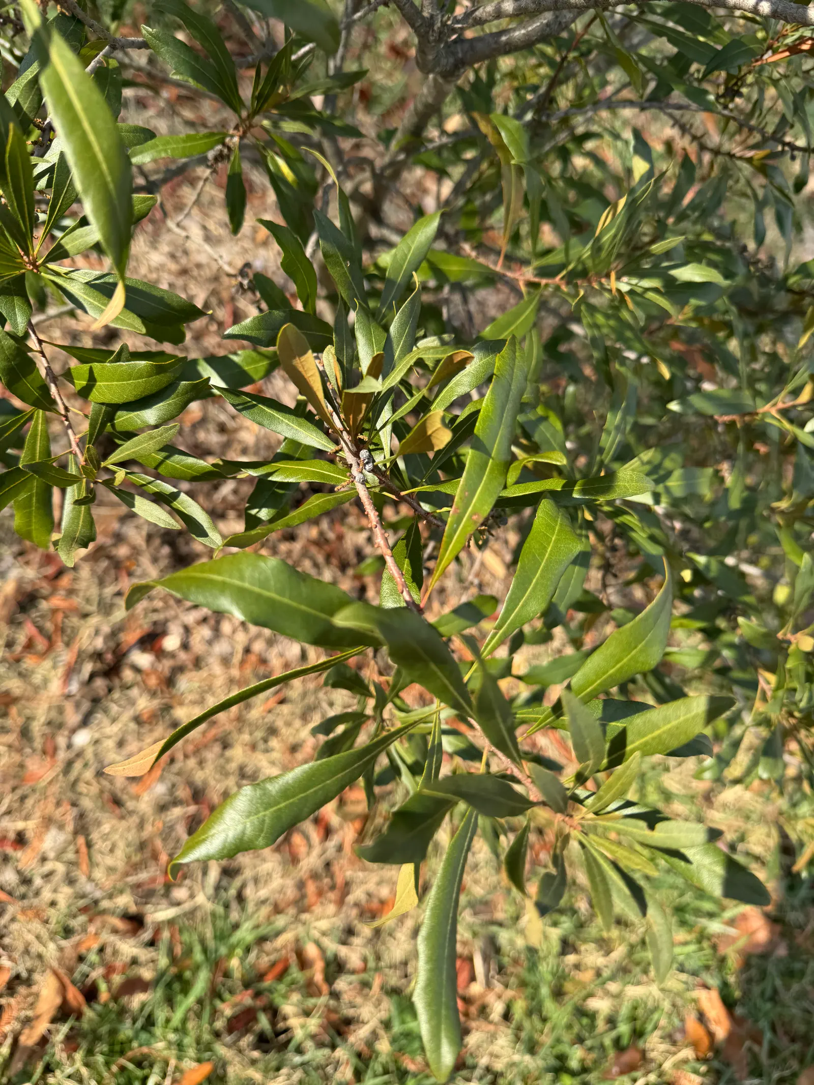 Wax Myrtle (Morella Cerifera) — thriving in USDA zones 7-11; and possess a noteworthy aromatic quality when crushed