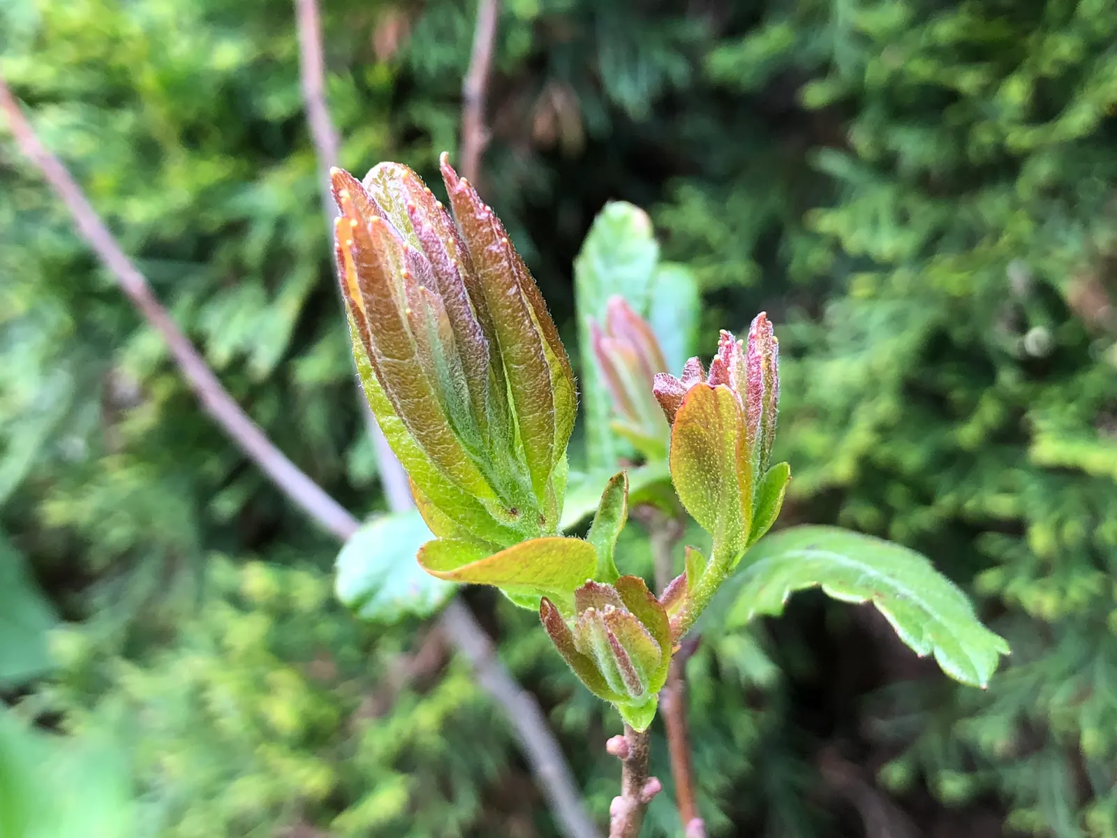 Wax Myrtle (Morella Cerifera) — this adaptable species can thrive in a variety of conditions