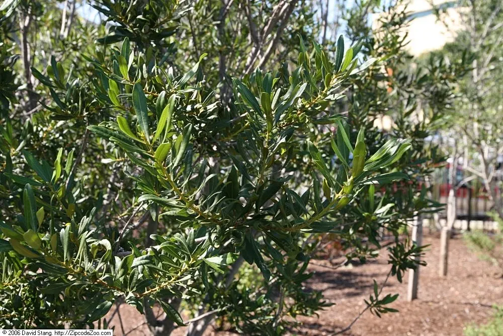 Wax Myrtle (Morella Cerifera) — notably birds.<br><br>For the client's garden; reaches 6-12 ft in height with a similar spread