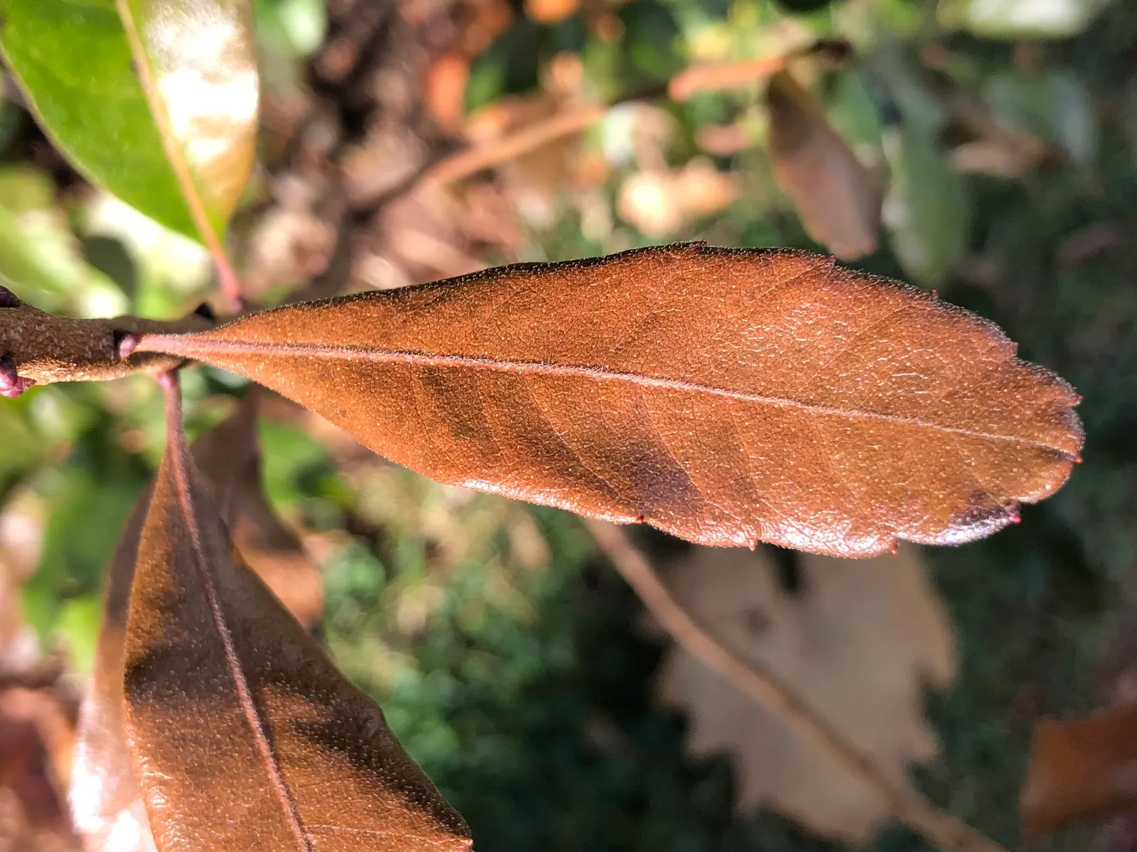 Wax Myrtle (Morella Cerifera) — notably birds.<br><br>For the client's garden