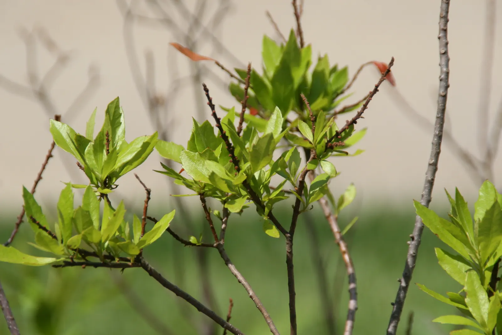 Wax Myrtle (Morella Cerifera) — a versatile evergreen shrub