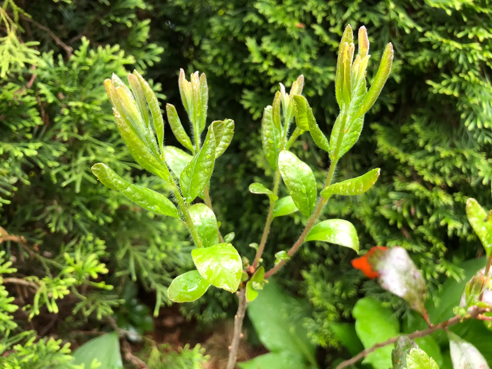 Wax Myrtle (Morella Cerifera) — Spring brings forth inconspicuous small flowers