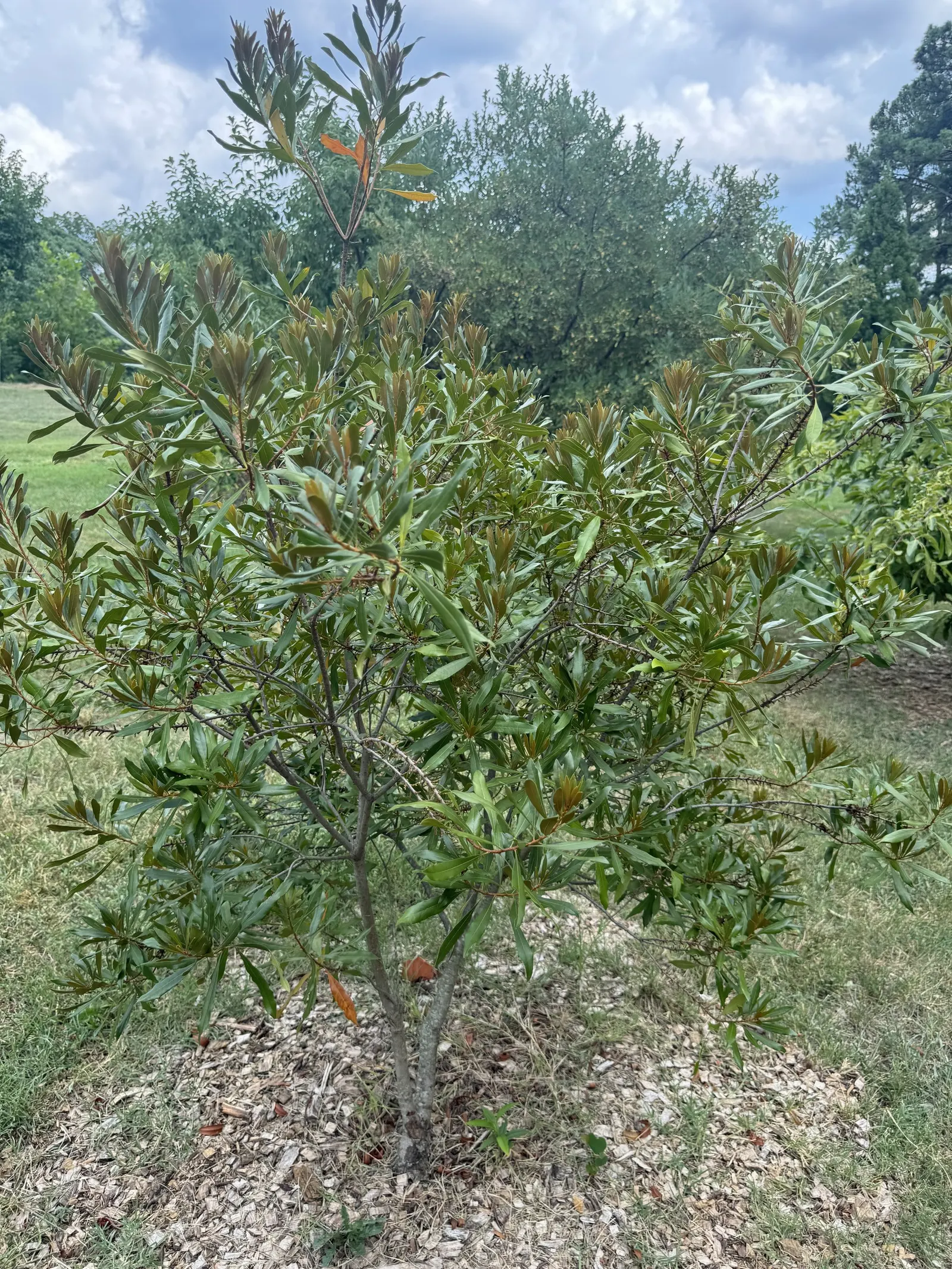 Wax Myrtle (Morella Cerifera) — reaches 6-12 ft in height with a similar spread; presents itself as an evergreen shrub, image 54
