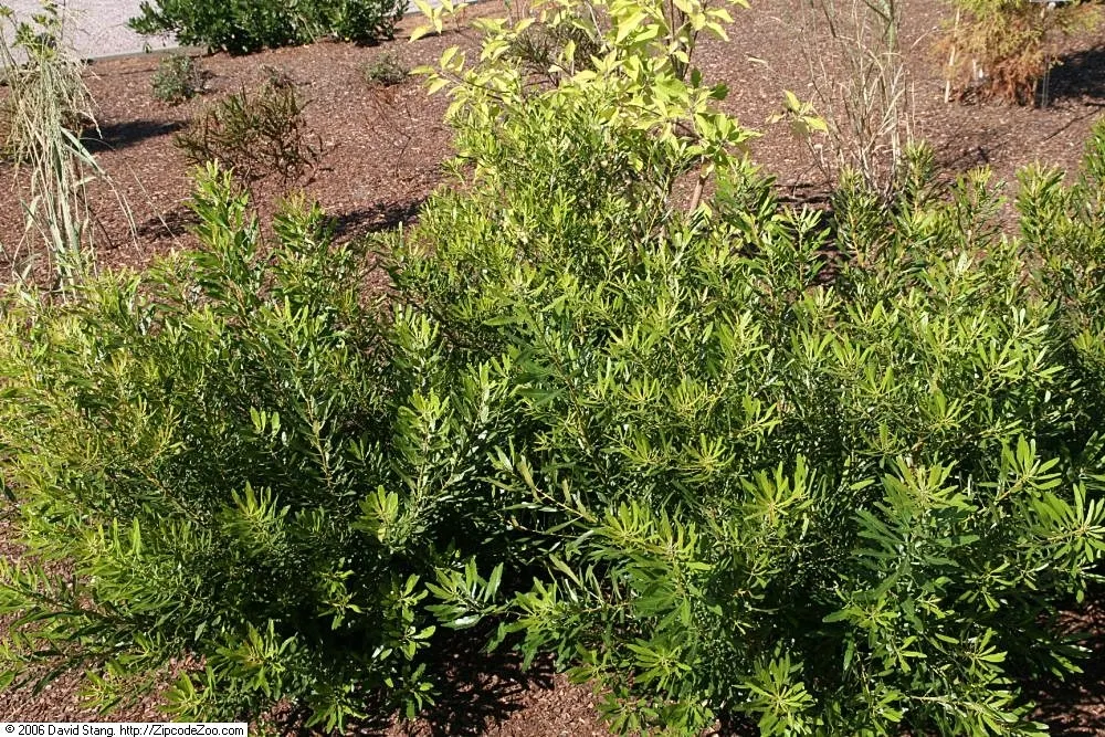 Wax Myrtle (Morella Cerifera) — reaches 6-12 ft in height with a similar spread; presents itself as an evergreen shrub