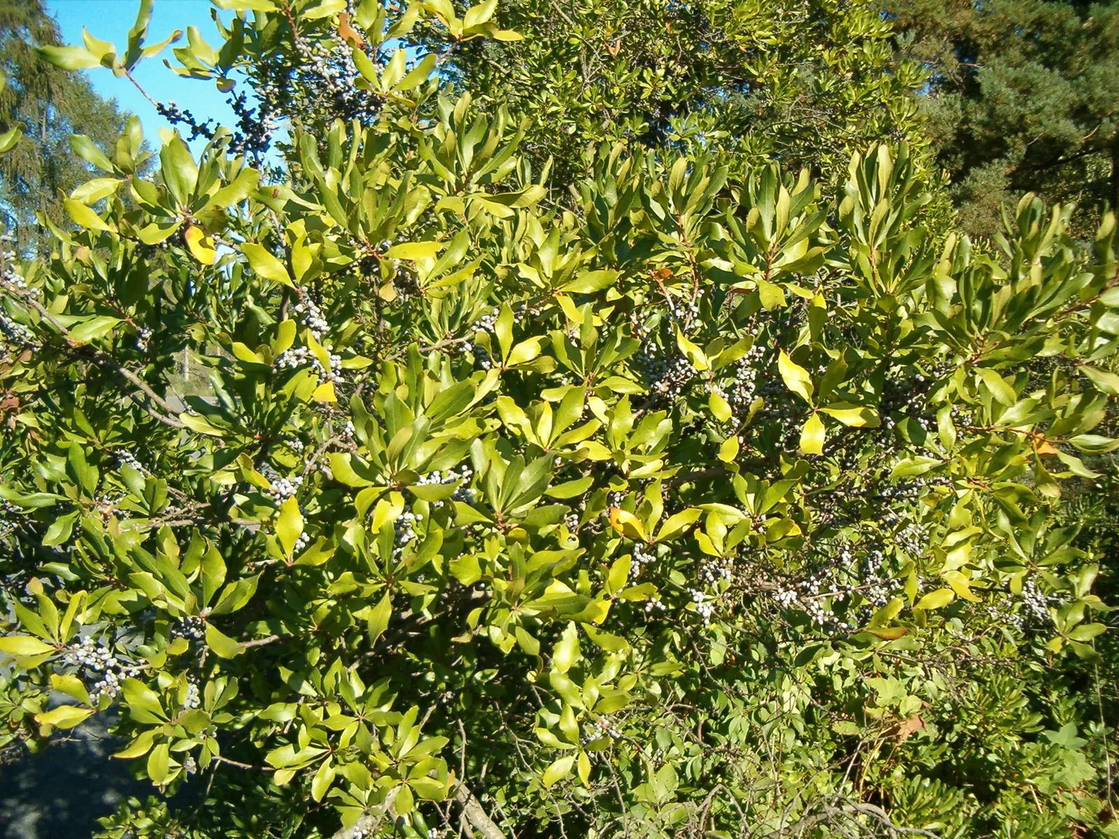 Wax Myrtle (Morella Cerifera) — Native to the coastal regions and wetlands of the southeastern United States; scientifically known as Morella cerifera