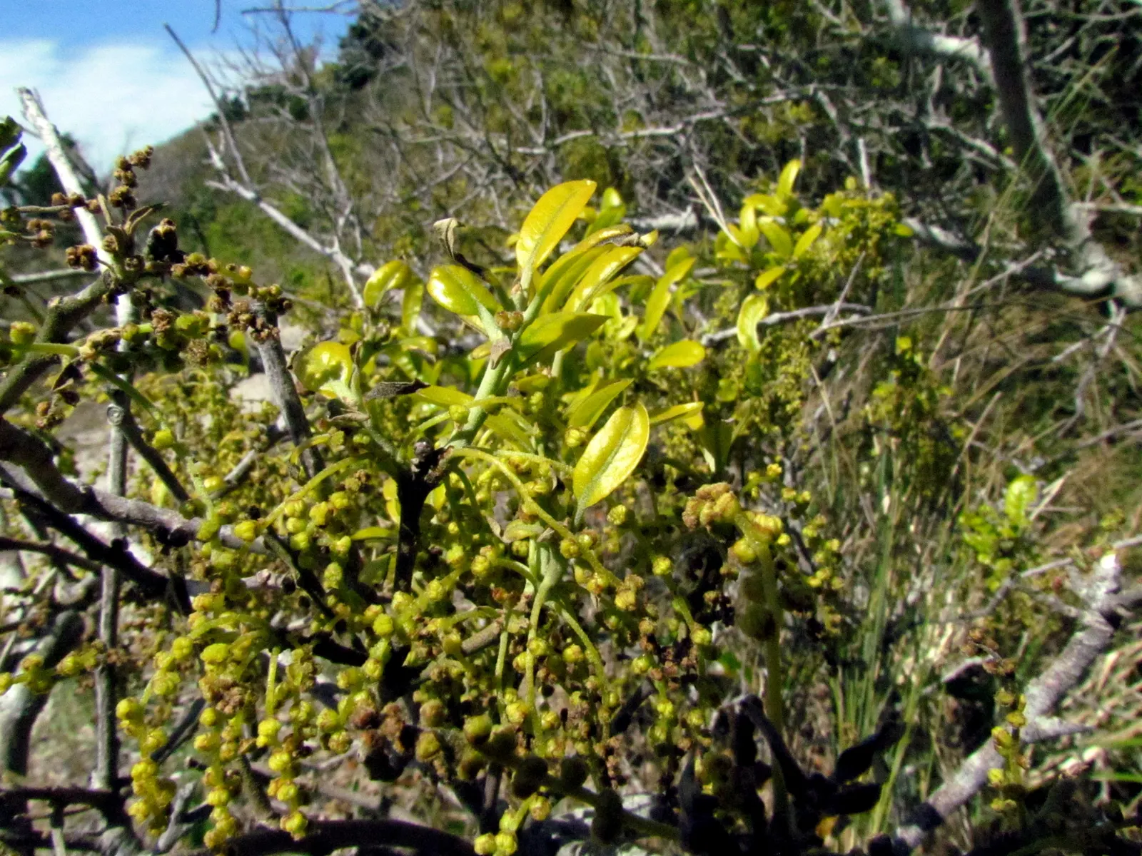 Wax Myrtle (Morella Cerifera) — offers year-round interest