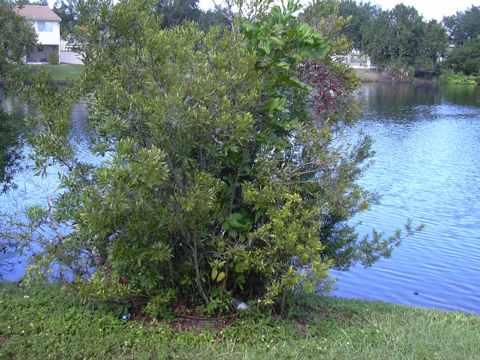Wax Myrtle (Morella Cerifera) — and possess a noteworthy aromatic quality when crushed
