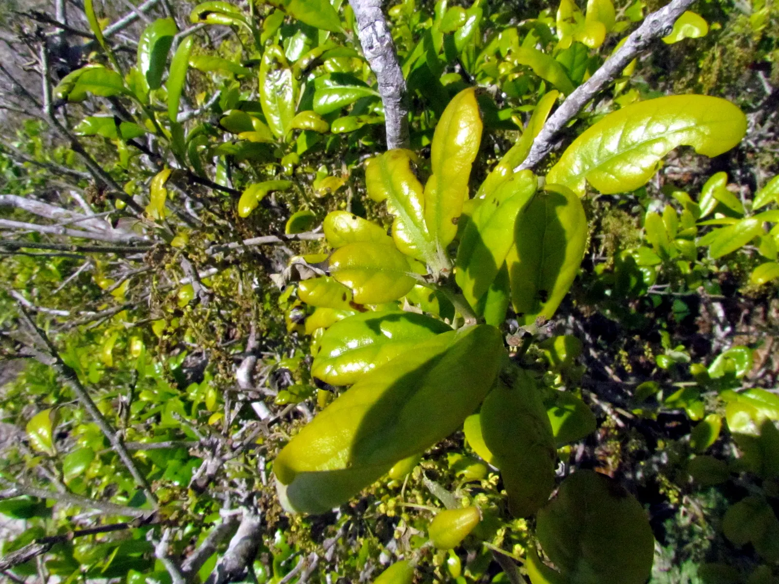 Wax Myrtle (Morella Cerifera) — It features aromatic foliage and clusters of small bluish berries; it can withstand USDA Hardiness Zones 7 through 11, enduring