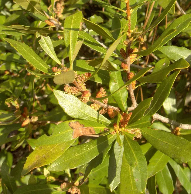 Wax Myrtle (Morella Cerifera) — and possess a noteworthy aromatic quality when crushed; spring brings forth inconspicuous small flowers