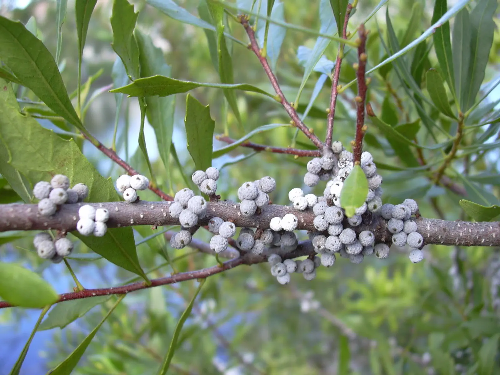 Wax Myrtle (Morella Cerifera) — providing visual interest and food for wildlife