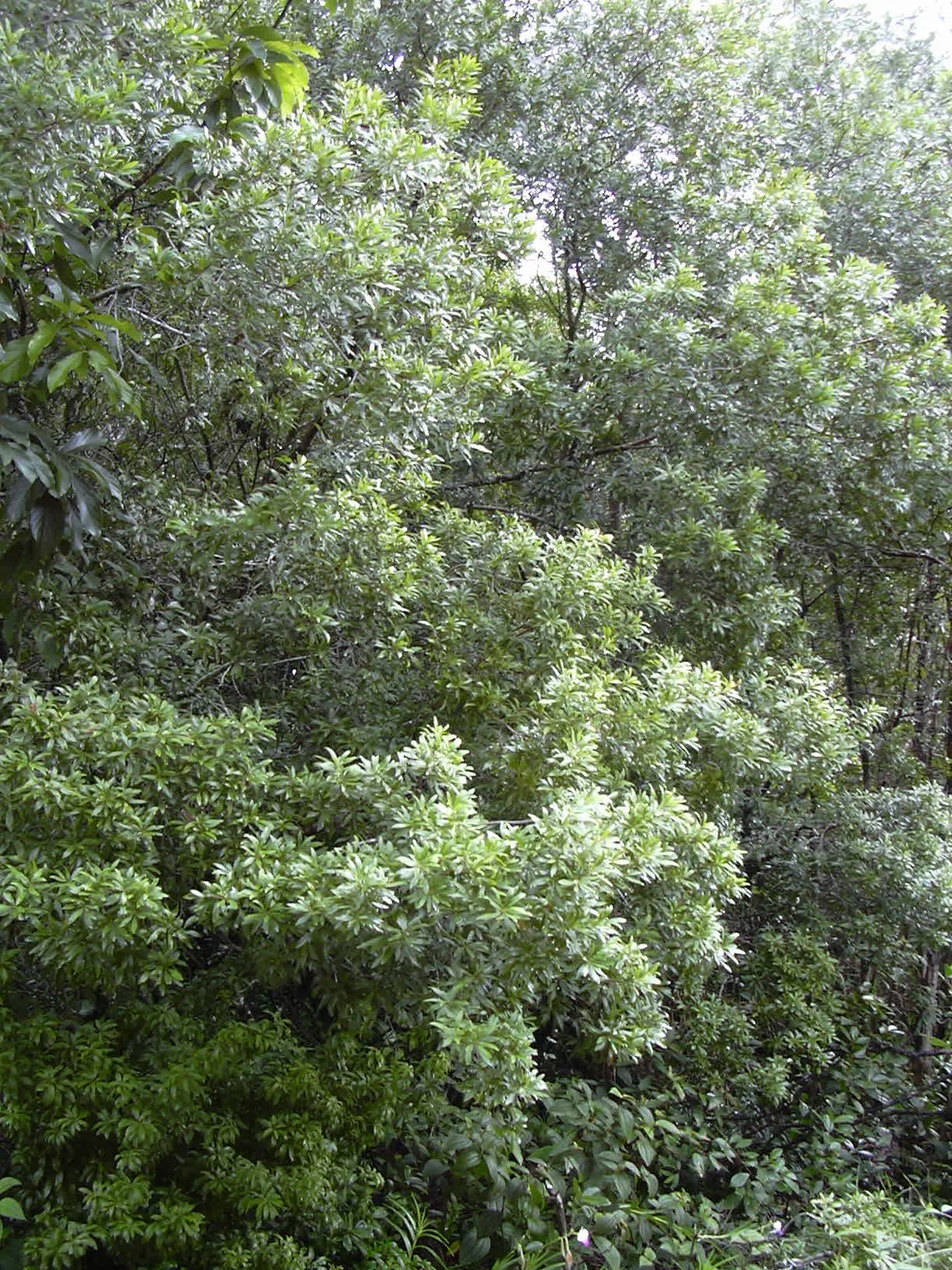 Wax Myrtle (Morella Cerifera) — presents itself as an evergreen shrub; providing visual interest and food for wildlife