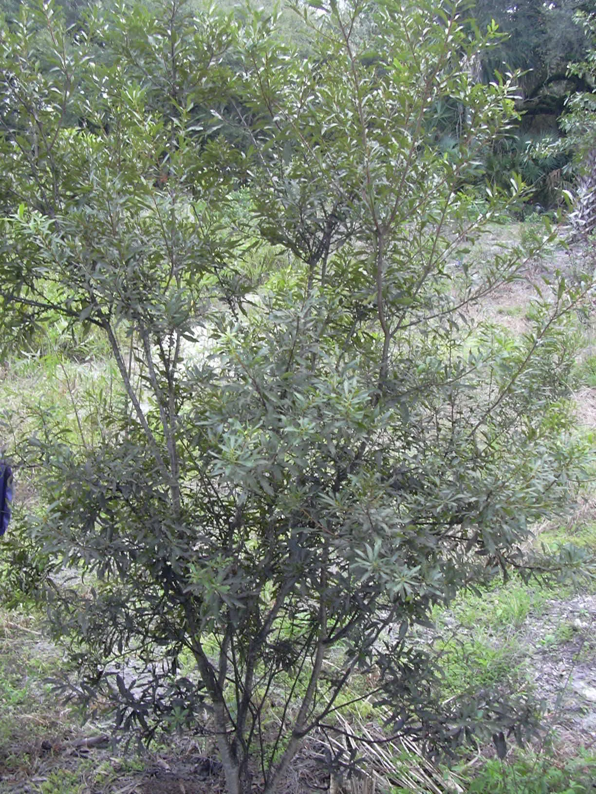 Wax Myrtle (Morella Cerifera) — a versatile evergreen shrub; it features aromatic foliage and clusters of small bluish berries