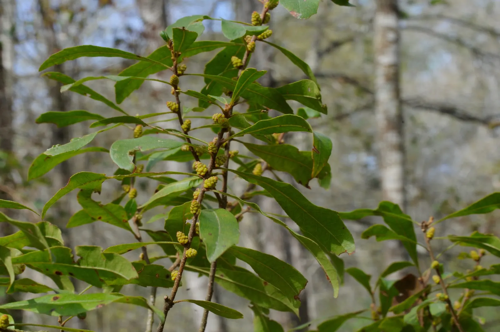 Wax Myrtle (Morella Cerifera) — Native to the coastal regions and wetlands of the southeastern United States