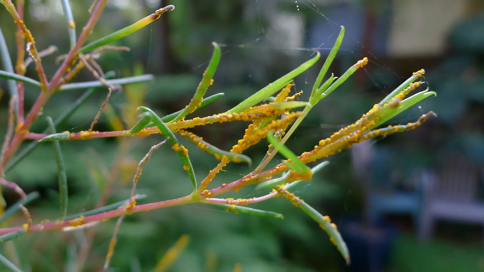 Wax Myrtle (Morella Cerifera) — this native plant is ideal for hedges