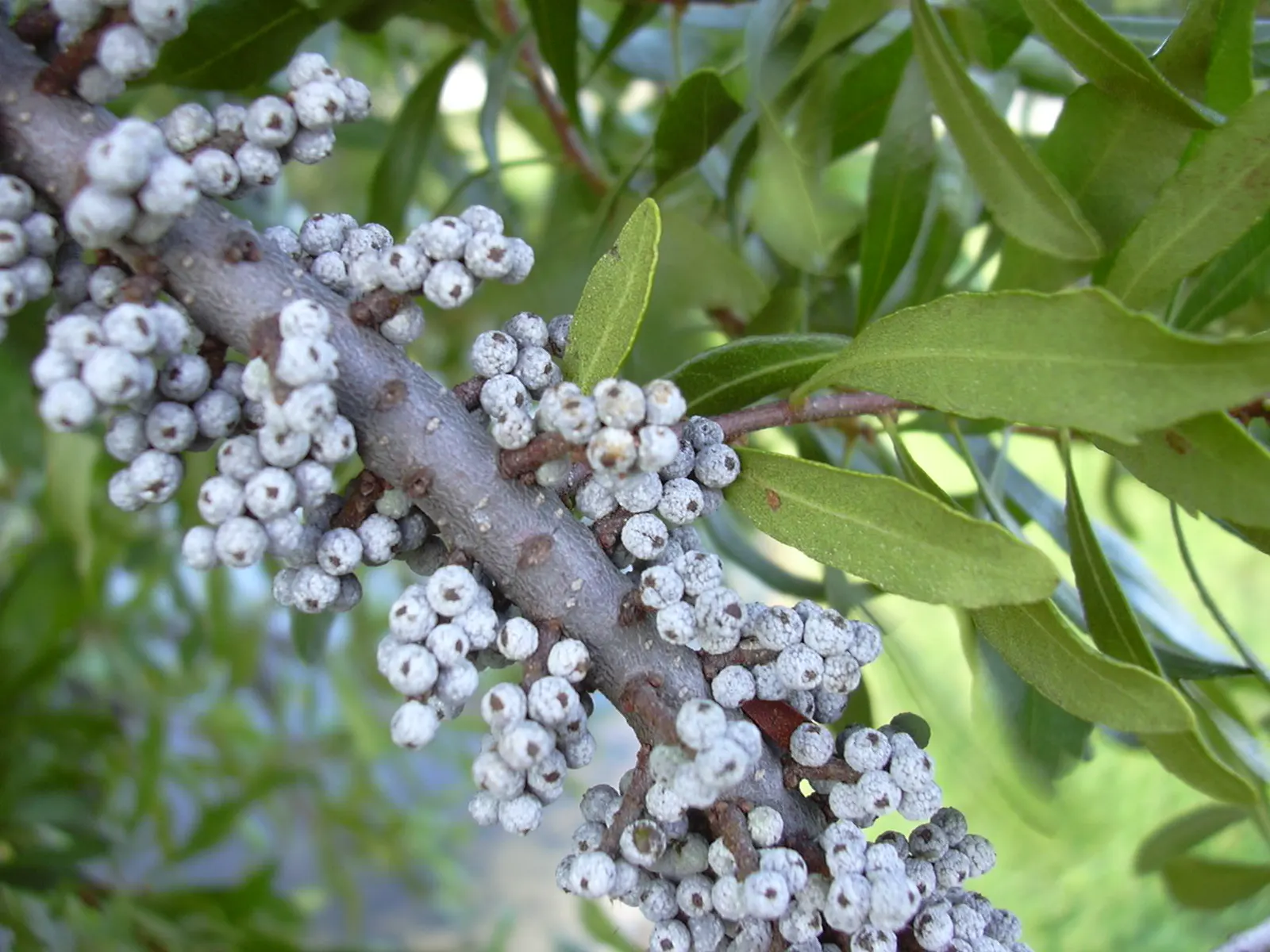 Wax Myrtle (Morella Cerifera) — later developing into clusters of bluish-grey