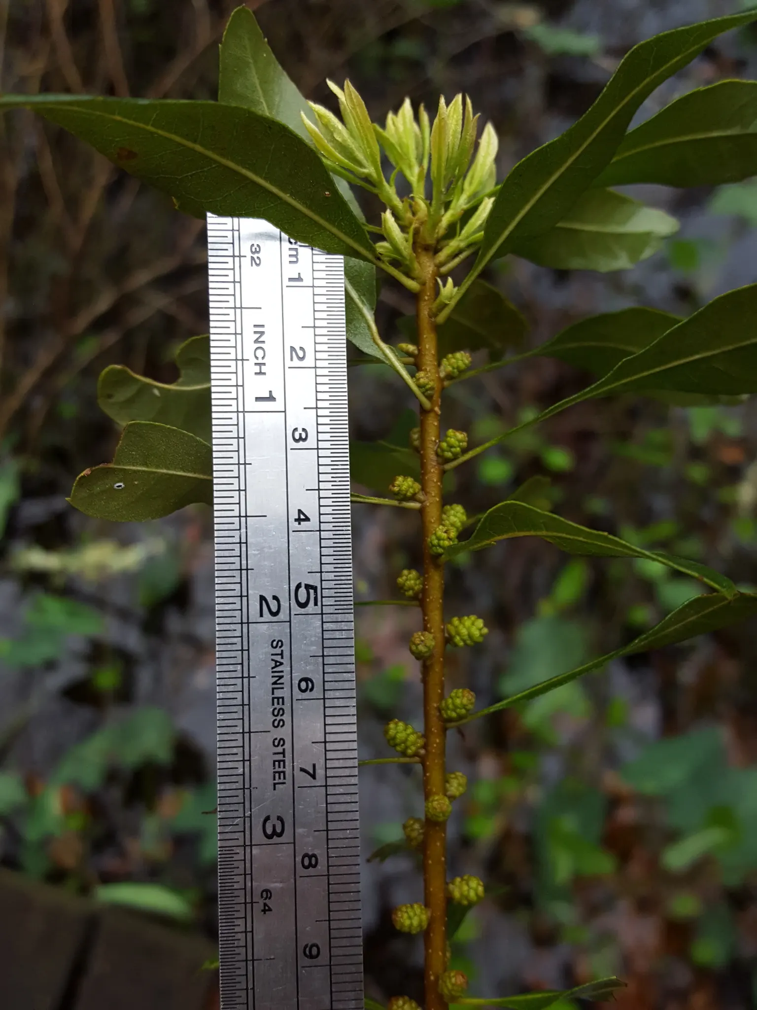 Wax Myrtle (Morella Cerifera) — Tolerant of wet conditions and adaptable to pruning; later developing into clusters of bluish-grey
