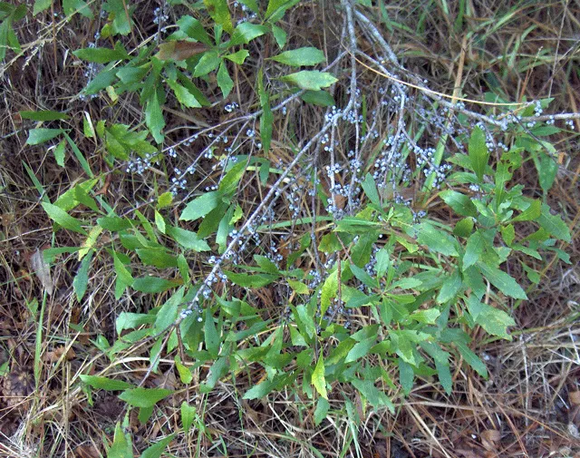 Wax Myrtle (Morella Cerifera) — waxy berries that persist through winter; this adaptable species can thrive in a variety of conditions