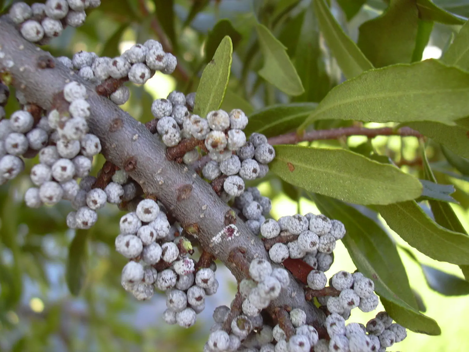 Wax Myrtle (Morella Cerifera) — an asset to any landscape design seeking year-round foliage and fragrance; thriving in USDA zones 7-11