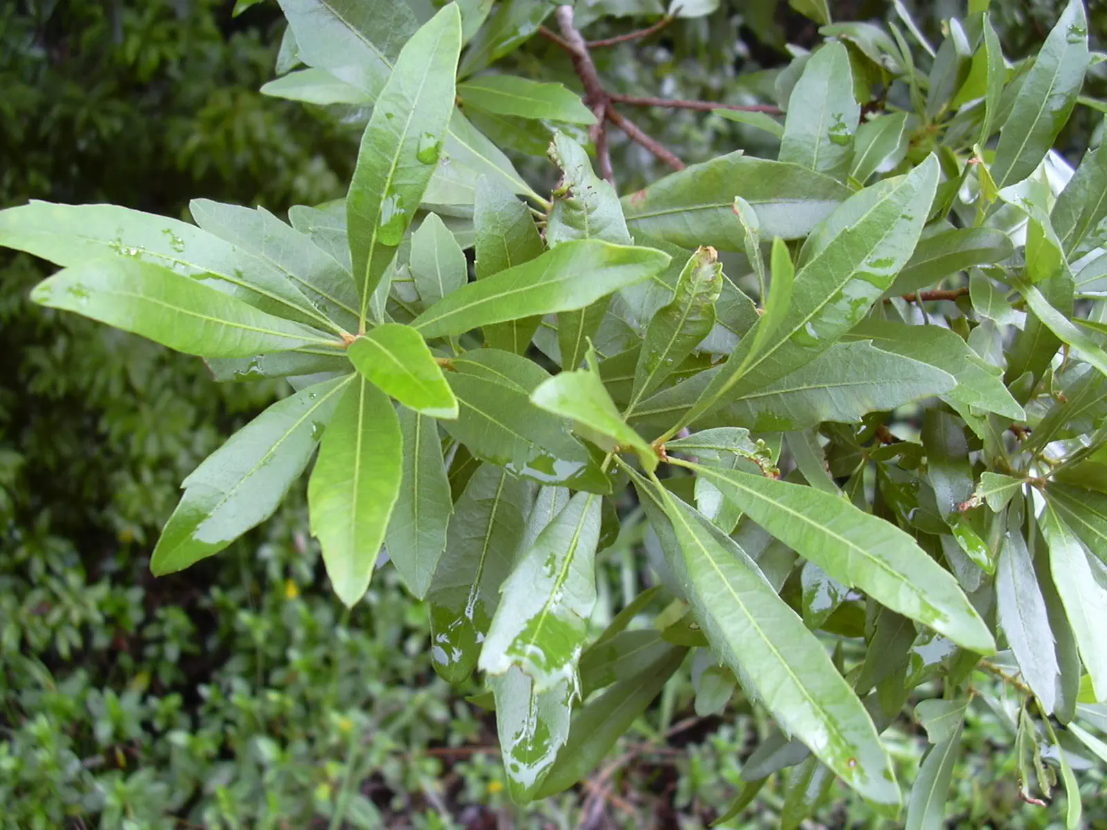 Wax Myrtle (Morella Cerifera) — It's characterized by its olive-green leaves