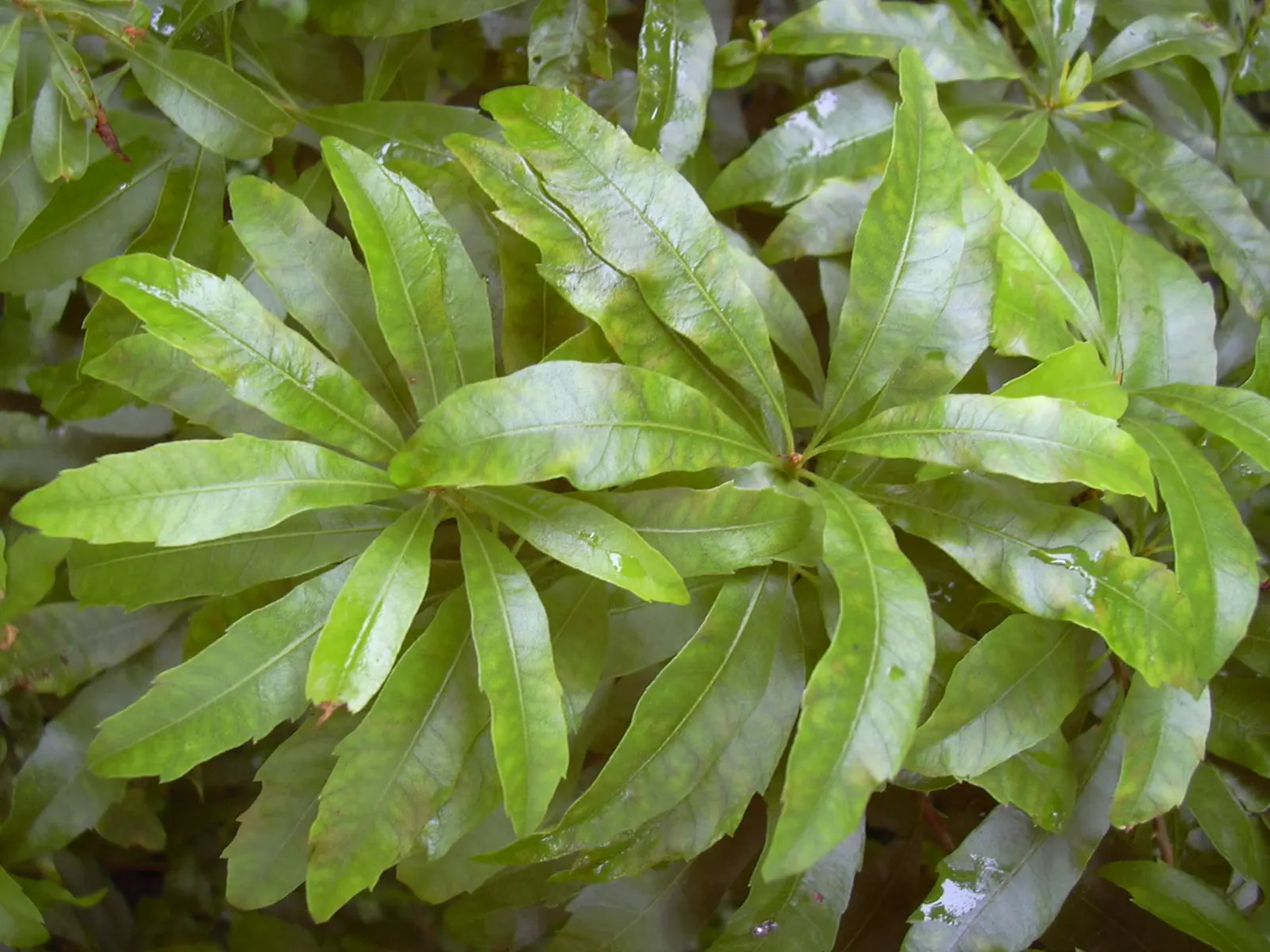 Wax Myrtle (Morella Cerifera) — Tolerant of wet conditions and adaptable to pruning