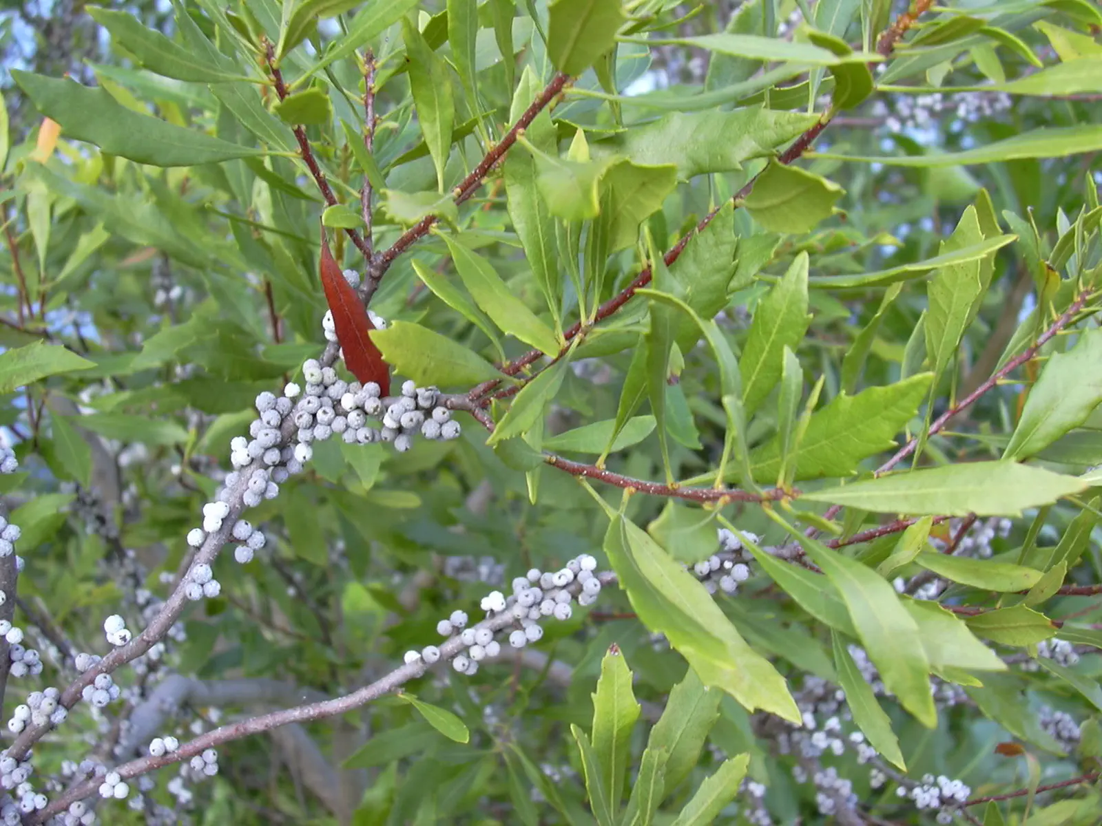 Wax Myrtle (Morella Cerifera) — reaches 6-12 ft in height with a similar spread