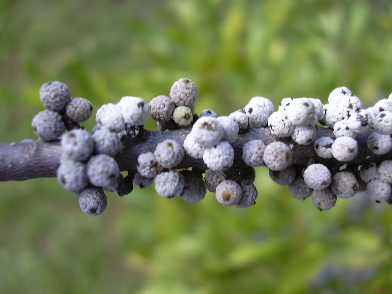 Wax Myrtle (Morella Cerifera) — presents itself as an evergreen shrub