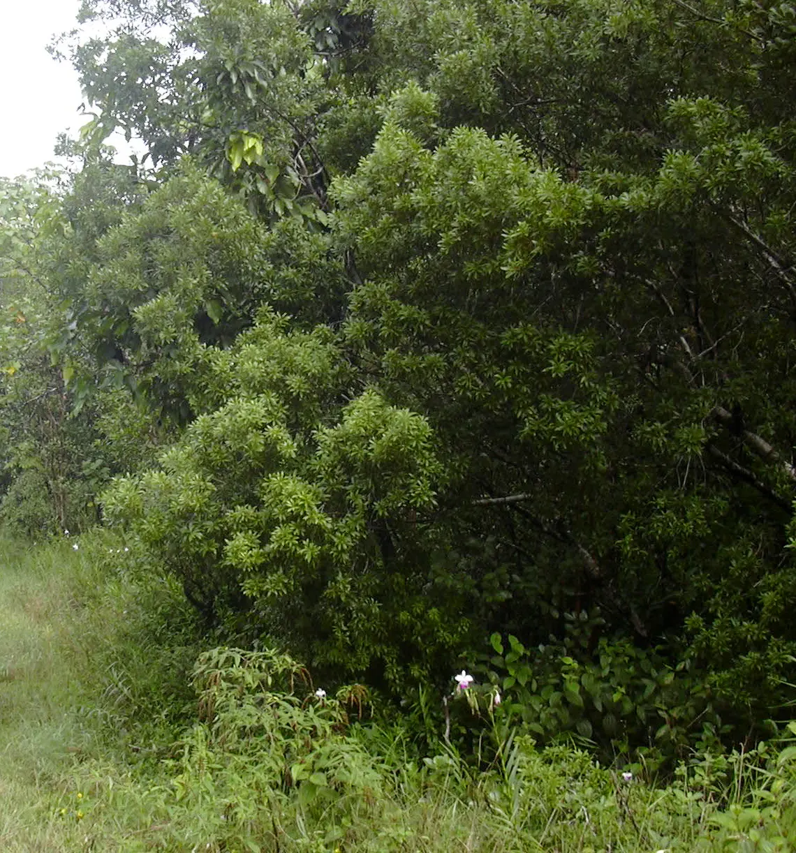 Wax Myrtle (Morella Cerifera) — Wax Myrtle can be cultivated as a single specimen or shaped into an ornamental hedge; and resistance to deer browsing make it