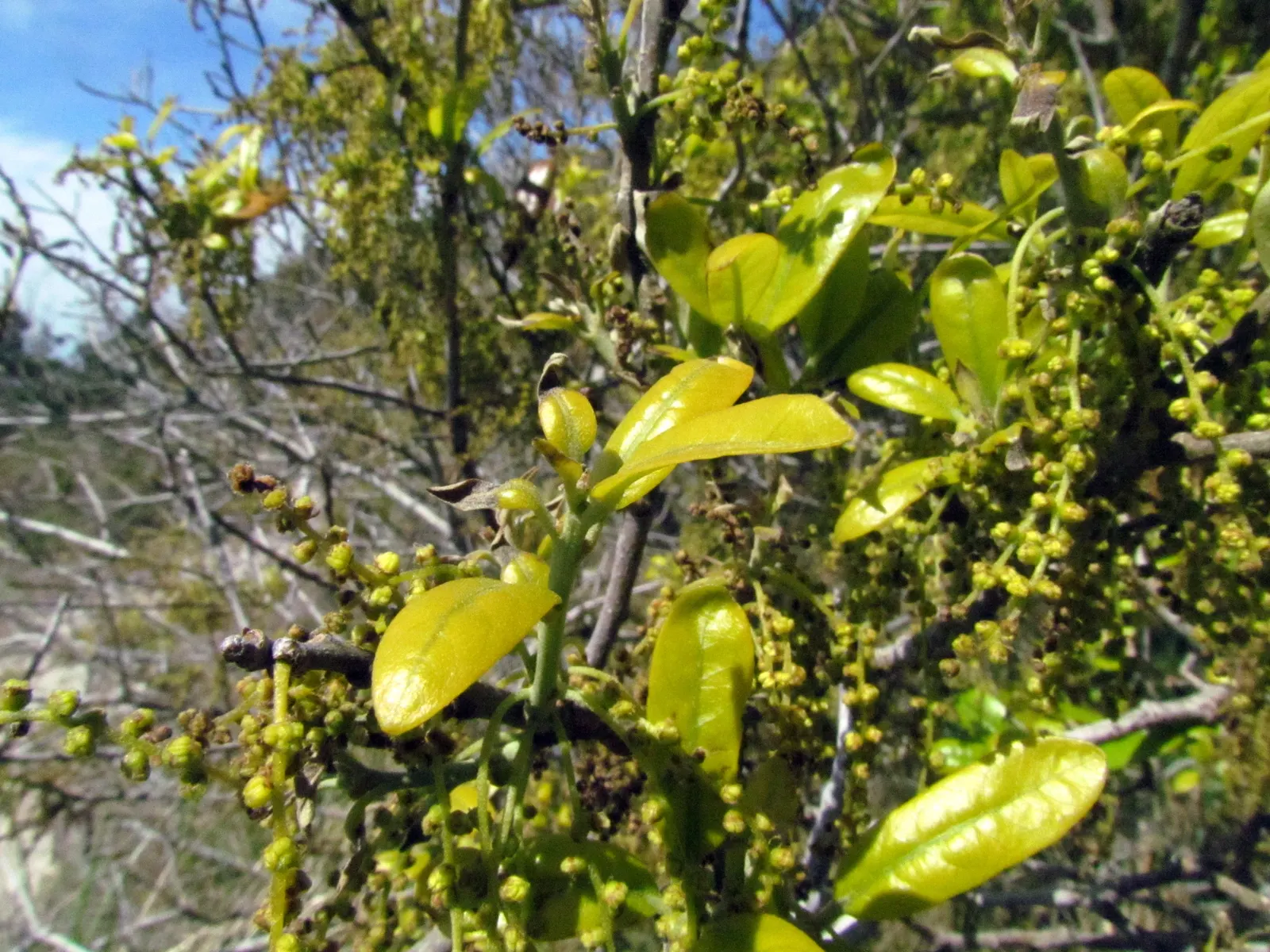 Wax Myrtle (Morella Cerifera) — It features aromatic foliage and clusters of small bluish berries