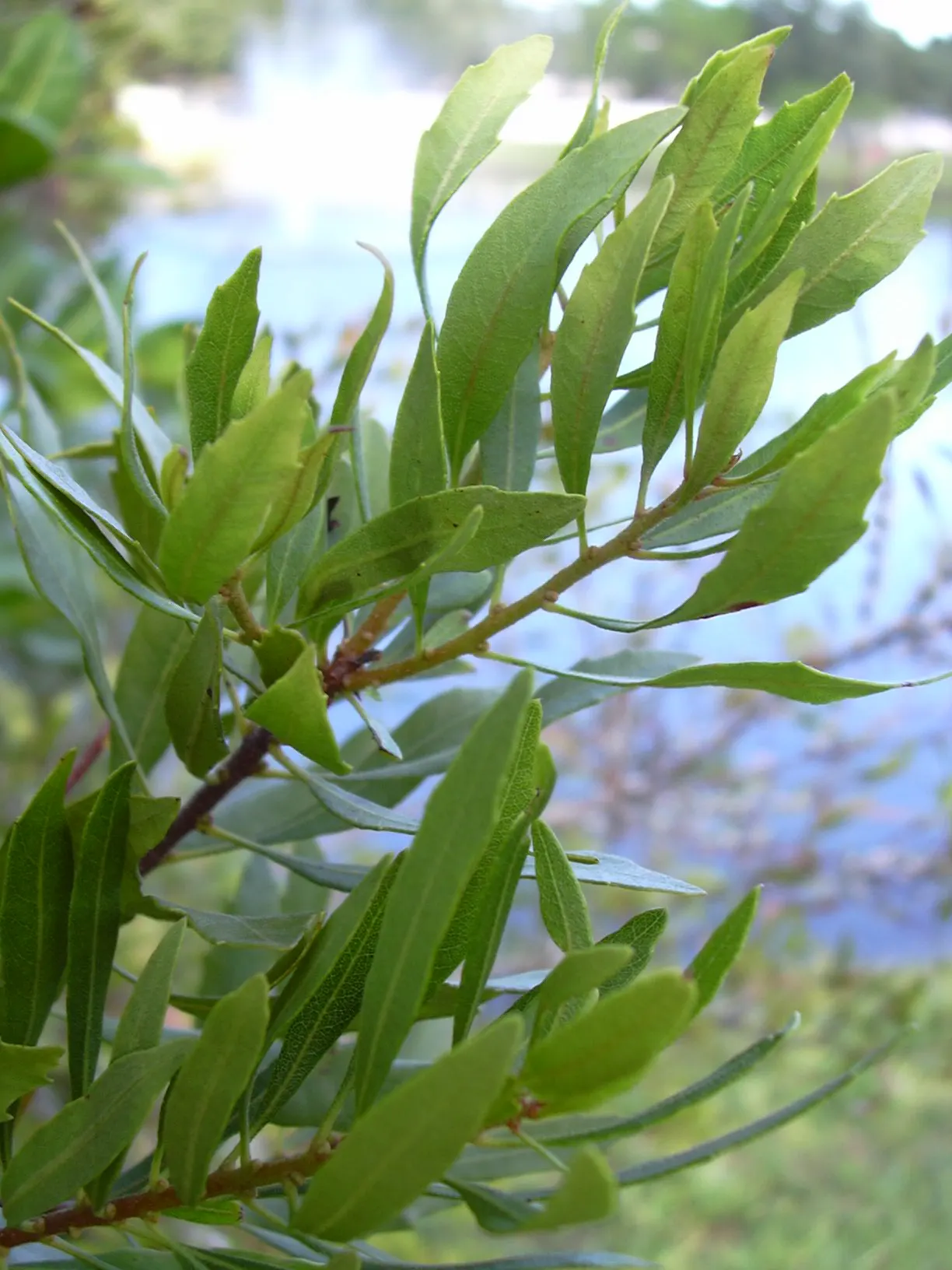 Wax Myrtle (Morella Cerifera) — given its moderate growth rate and dense