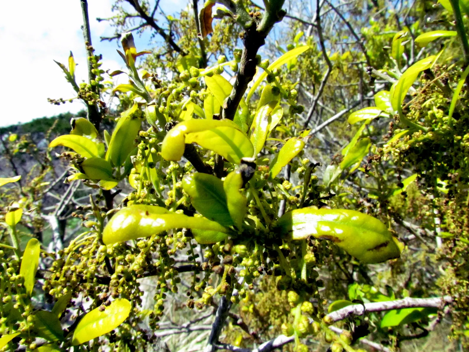 Wax Myrtle (Morella Cerifera) — It can withstand USDA Hardiness Zones 7 through 11, enduring temperatures as low as 0 to 10 degrees Fahrenheit