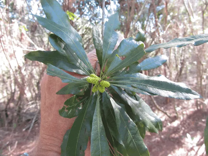Wax Myrtle (Morella Cerifera) — attracting birds and beneficial insects; this native plant is ideal for hedges
