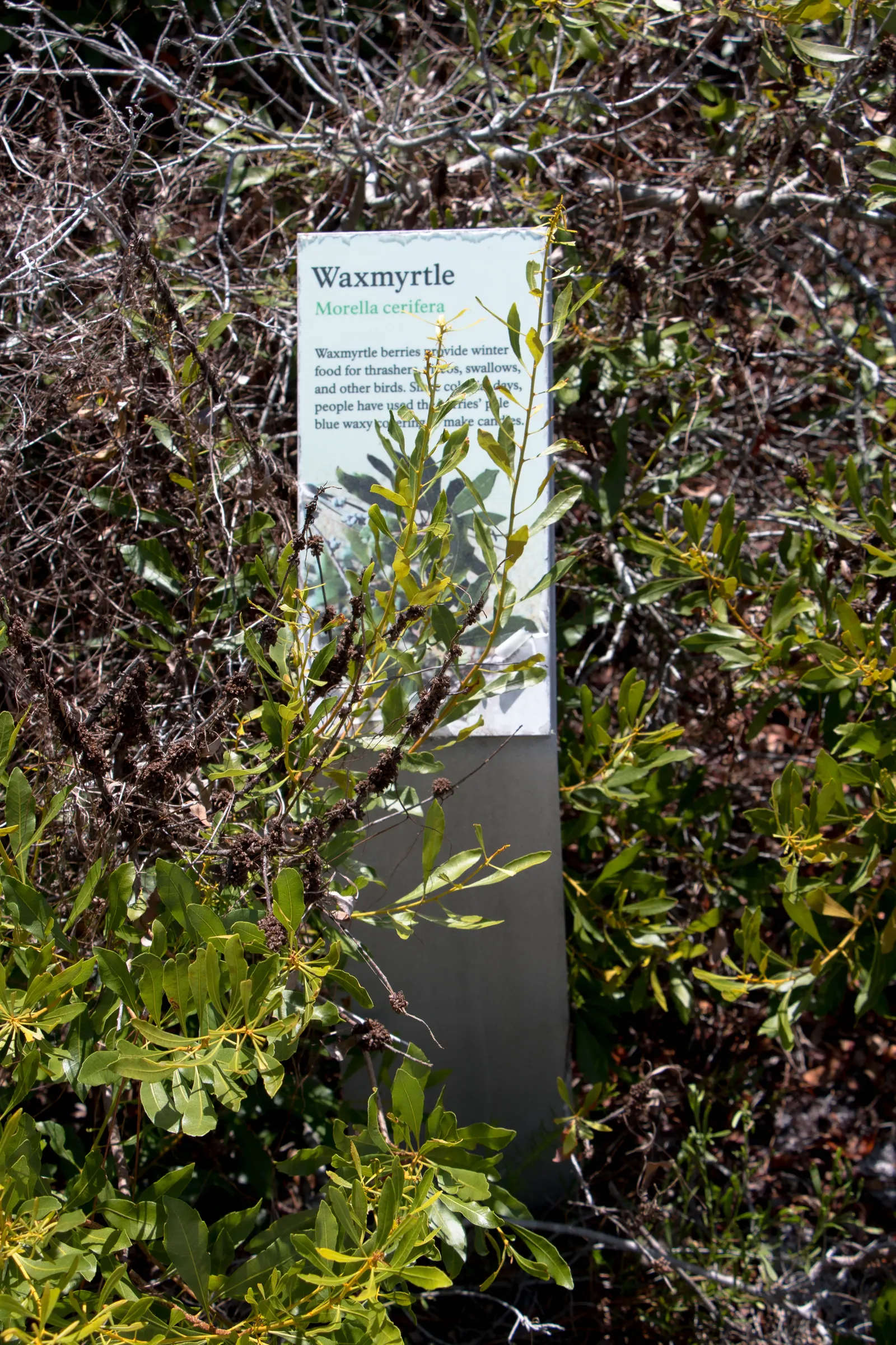 Wax Myrtle (Morella Cerifera) — attracting birds and beneficial insects