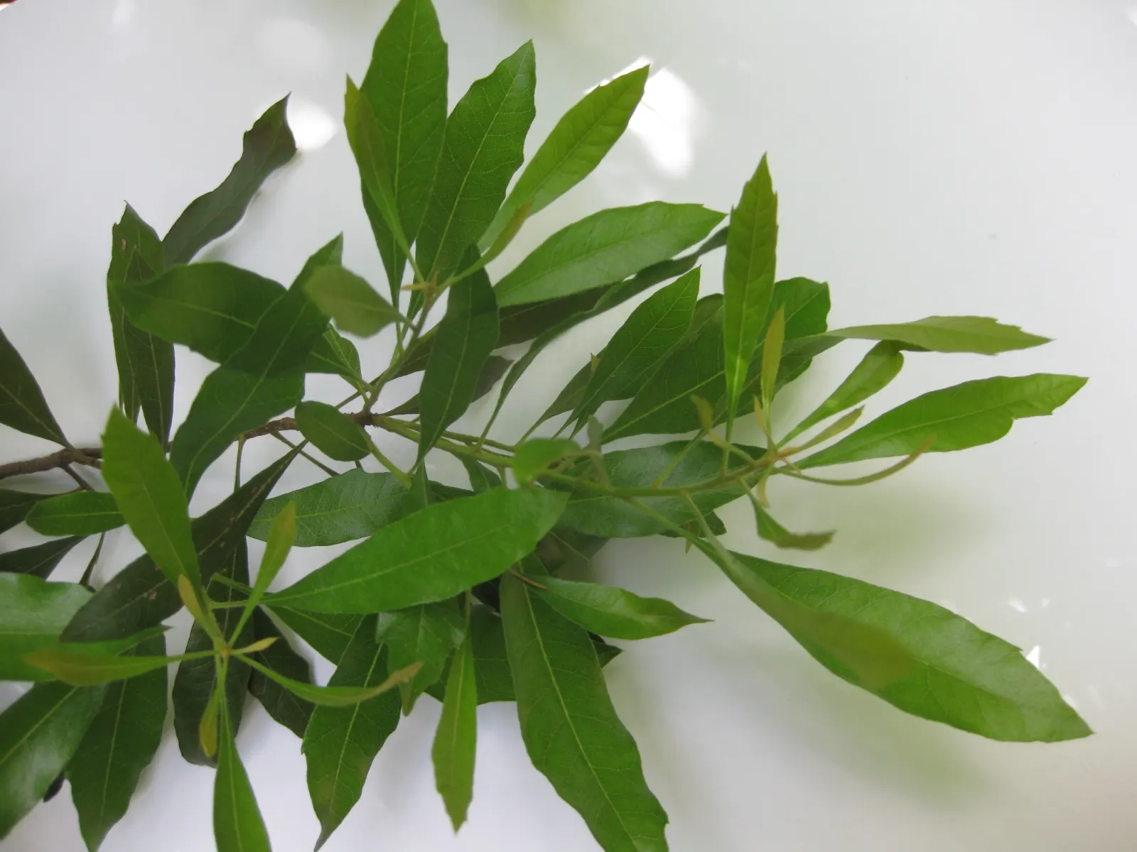 Wax Myrtle (Morella Cerifera) — Wax Myrtle can be cultivated as a single specimen or shaped into an ornamental hedge