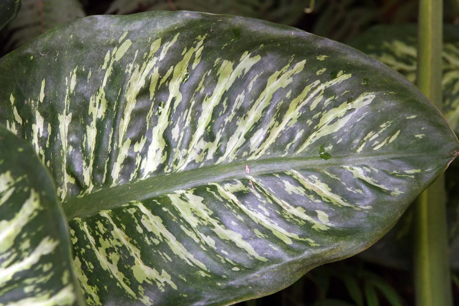 Dieffenbachia, Dumb Cane (Dieffenbachia Amoena) — commonly referred to as Dumb Cane (Dieffenbachia amoena); perennial for half or shade, image 76