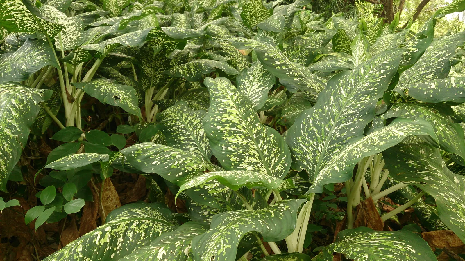 Dieffenbachia, Dumb Cane (Dieffenbachia Amoena) — Keep soil moderately moist