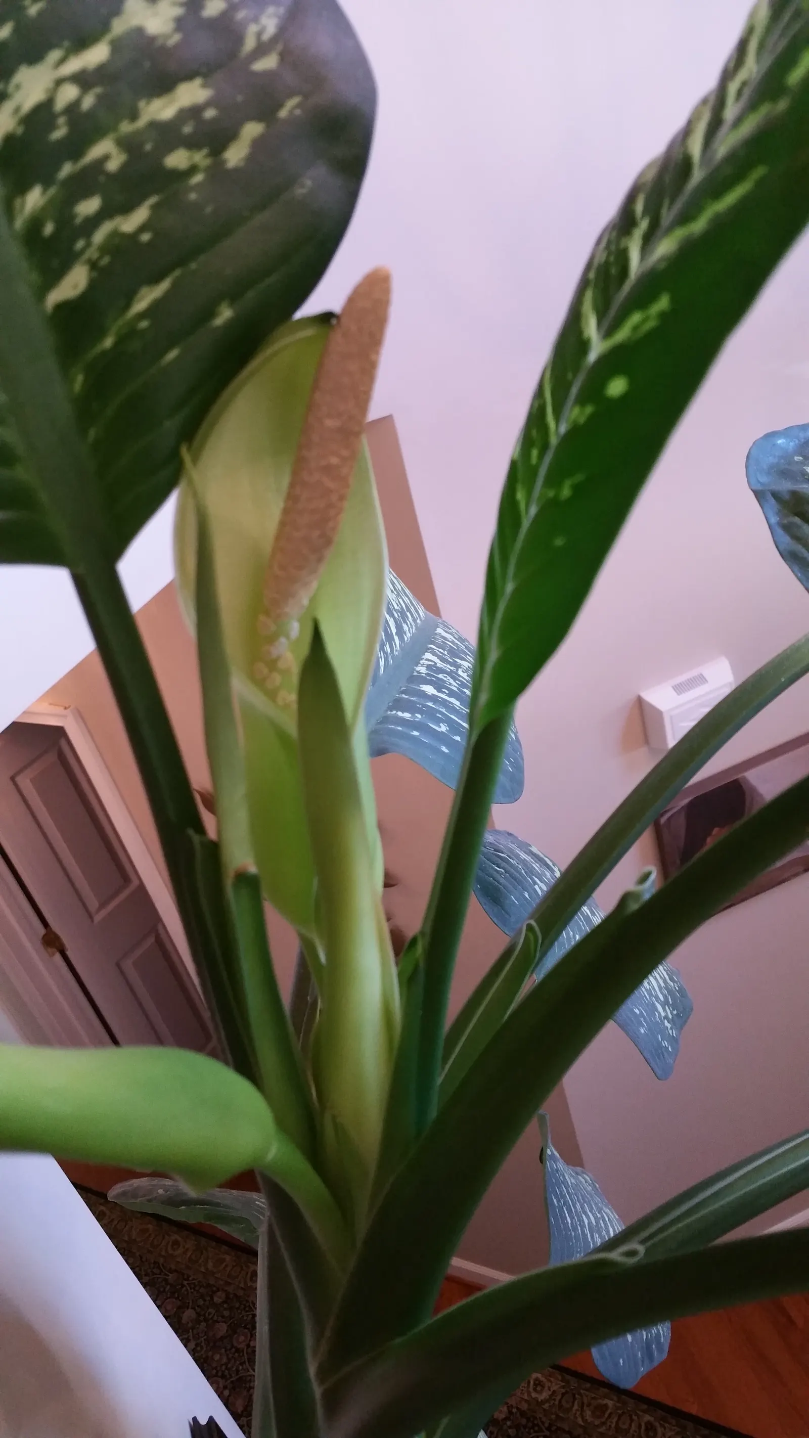Dieffenbachia, Dumb Cane (Dieffenbachia Amoena) — commonly referred to as Dumb Cane (Dieffenbachia amoena); perennial for half or shade