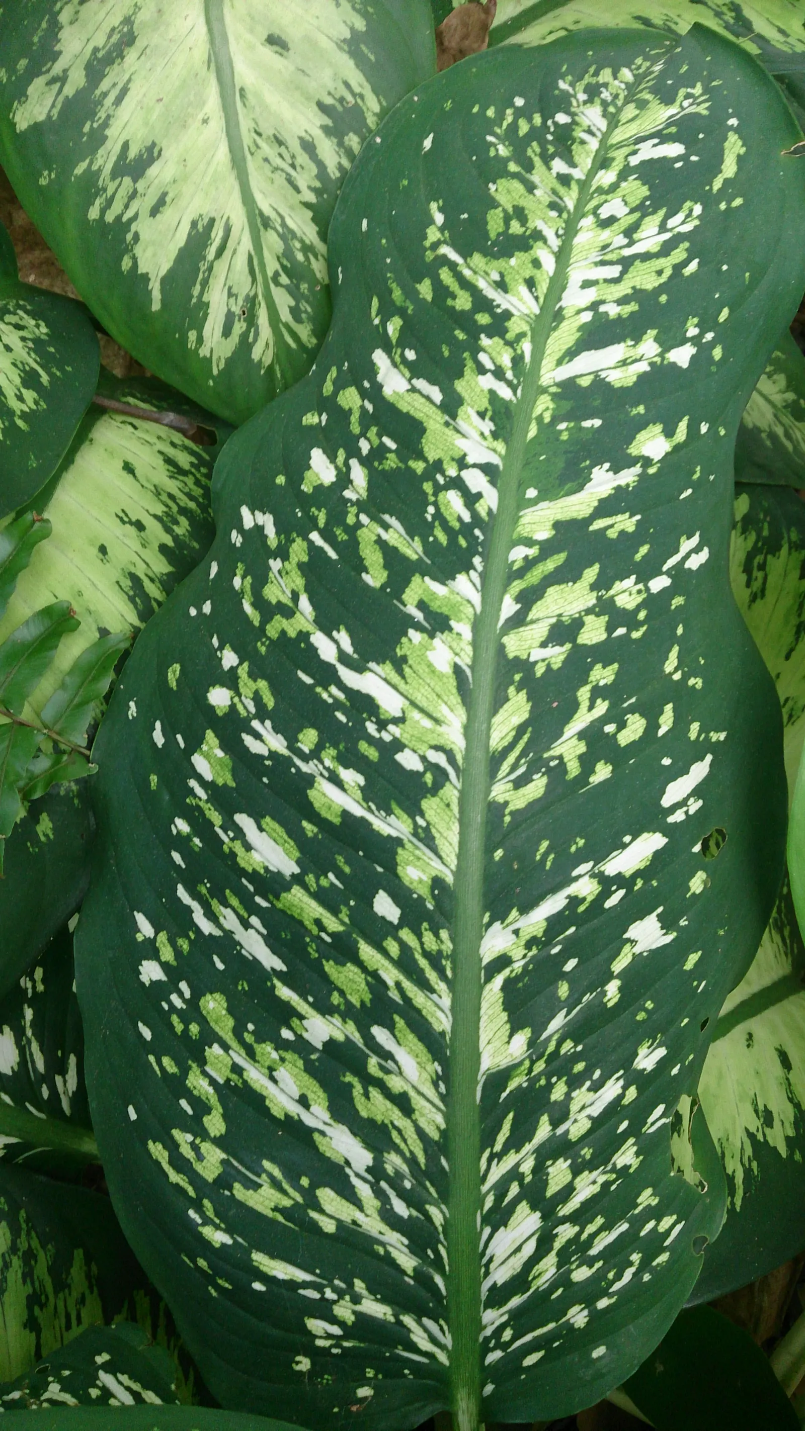 Dieffenbachia, Dumb Cane (Dieffenbachia Amoena) — commonly referred to as Dumb Cane (Dieffenbachia amoena); perennial for half or shade, image 53